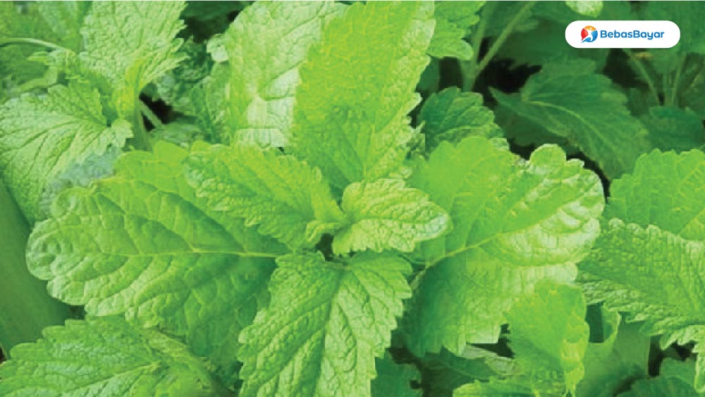 Lemon Balm